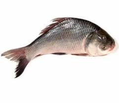 Bilaspur Katla - (Upto 8 Kg Fish) - Peti & Gada Mix - Upto 500 Gm Portion