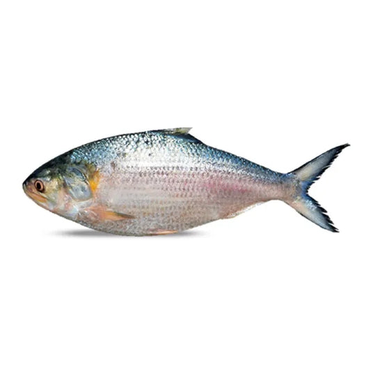 Bangladesh Padma Hilsa | Ilish - 3500 INR per Kg Onwards